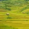 NORTH WEST VIETNAM DISCOVERY 7 DAYS 6 NIGHTS TOUR from 362 USD/person only